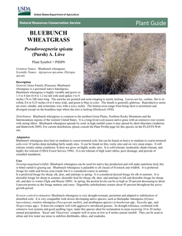 Plant Guide for Bluebunch Wheatgrass (Pseudoroegneria Spicata)