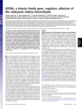 Kif26b, a Kinesin Family Gene, Regulates Adhesion of the Embryonic Kidney Mesenchyme