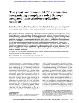 The Yeast and Human FACT Chromatin- Reorganizing Complexes Solve R-Loop- Mediated Transcription–Replication Conflicts