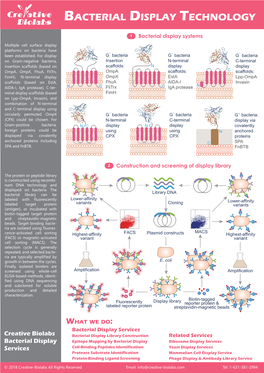 Bacterial Display Technology