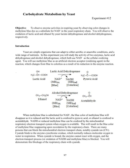 Carbohydrate Metabolism by Yeast Experiment #12