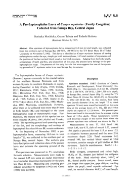 A Pre-Leptocephalus Larva of Conger Myriaster (Family Congridae) Collected from Suruga Bay, Central Japan