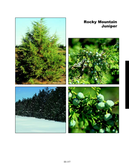 Rocky Mountain Juniper