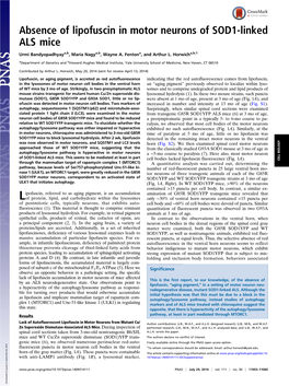 Lipofuscin in Motor Neurons of SOD1-Linked ALS Mice