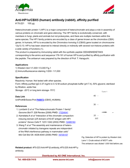 Anti-Hp1α/CBX5 (Human) Antibody (Rabbit), Affinity Purified # 70-221 100 Μg