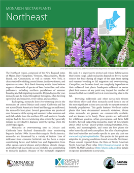 MONARCH NECTAR PLANTS Northeast