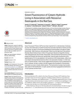 Green Fluorescence of Cytaeis Hydroids Living in Association with Nassarius Gastropods in the Red Sea