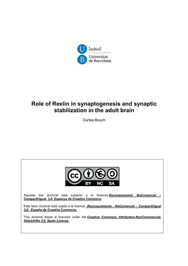 Role of Reelin in Synaptogenesis and Synaptic Stabilization in the Adult Brain