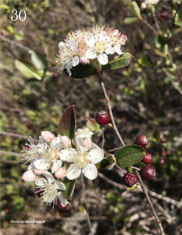 Red Chokeberry Aronia Arbutifolia by Karan Rawlins Photo Credit Heather Brasell