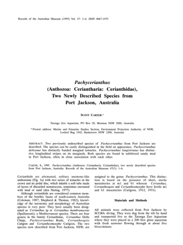 Anthozoa: Ceriantharia: Cerianthidae ), Two N Ewjy Described Species from Port Jackson, Australia