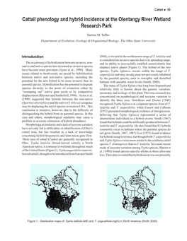 Cattail Phenology and Hybrid Incidence at the Olentangy River Wetland Research Park