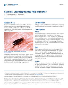 Cat Flea, Ctenocephalides Felis (Bouché)1 D