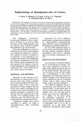 Epidemiology of Spiroplasma Citri in Corsica