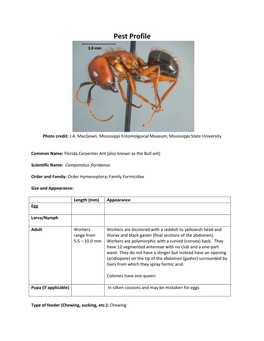 Florida Carpenter Ant (Also Known As the Bull Ant)