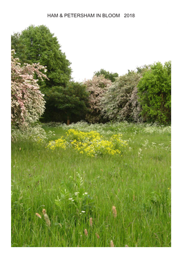 Britain in Bloom Submisson