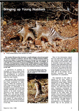 The Numbat (Myrmecobius Fasciatus)