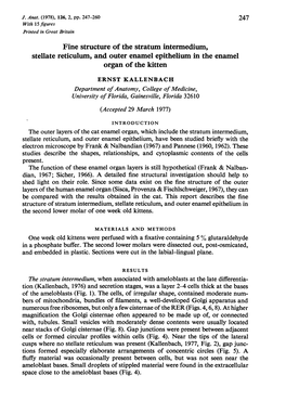 Stellate Reticulum, and Outer Enamel Epithelium in the Enamel Organ of the Kitten
