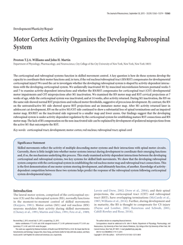 Motor Cortex Activity Organizes the Developing Rubrospinal System