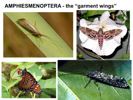 Trichoptera - Caddisflies Order Lepidoptera - Butterflies & Moths AMPHIESMENOPTERA - the “Garment Wings”