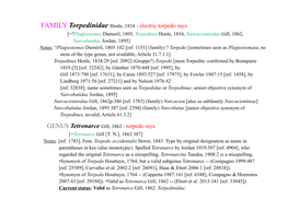 FAMILY Torpedinidae Henle, 1834