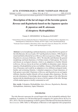 Description of the Larval Stages of the Berosine Genera Berosus and Regimbartia Based on the Japanese Species B