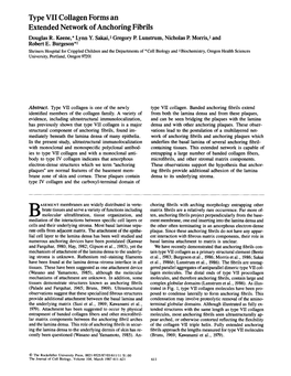 Type VII Collagen Forms an Extended Network of Anchoring Fibrils