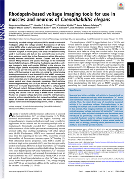 Rhodopsin-Based Voltage Imaging Tools for Use in Muscles and Neurons of Caenorhabditis Elegans