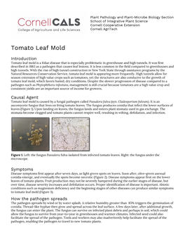 Tomato Leaf Mold