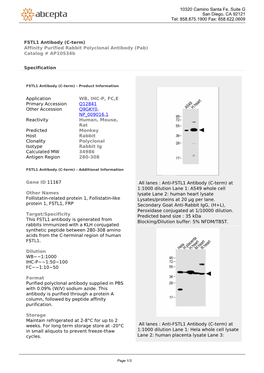 FSTL1 Antibody (C-Term) Affinity Purified Rabbit Polyclonal Antibody (Pab) Catalog # Ap10534b