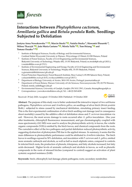 Interactions Between Phytophthora Cactorum, Armillaria Gallica and Betula Pendula Roth