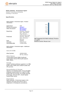 Mafk Antibody - N-Terminal Region Rabbit Polyclonal Antibody Catalog # AI12810