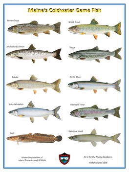 Maine's Coldwater Game Fish Poster
