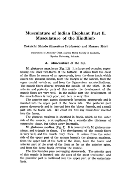 Musculature of Indian Elephant Part II. Musculature of the Hindlimb