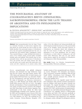 The Postcranial Anatomy of Coloradisaurus Brevis (Dinosauria