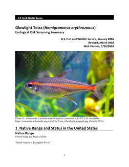 Hemigrammus Erythrozonus) Ecological Risk Screening Summary