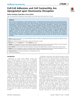 Cell-Cell Adhesions and Cell Contractility Are Upregulated Upon Desmosome Disruption