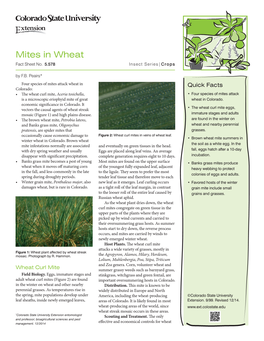 Mites in Wheat Fact Sheet No