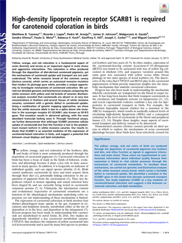 High-Density Lipoprotein Receptor SCARB1 Is Required for Carotenoid Coloration in Birds