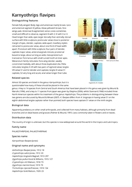 Karnyothrips Flavipes Distinguishing Features Female Fully Winged
