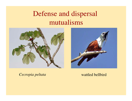 Defense and Dispersal Mutualisms