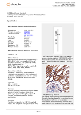 BIRC2 Antibody (Center) Affinity Purified Rabbit Polyclonal Antibody (Pab) Catalog # Ap14418c