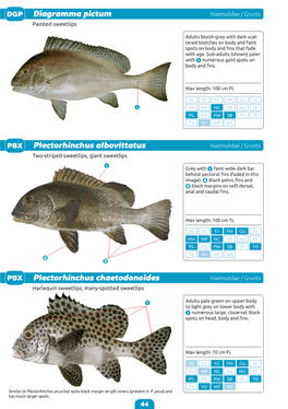 Identification Guide to the Common Coatal Food Fishes of the Pacific