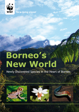 Borneo's New World