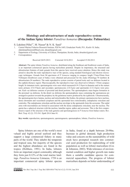 Histology and Ultrastructure of Male Reproductive System of the Indian Spiny Lobster Panulirus Homarus (Decapoda: Palinuridae)