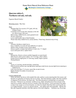 Quercus Rubra L. Northern Red Oak, Red Oak