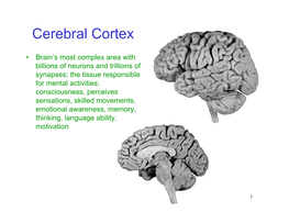 Cerebral Cortex