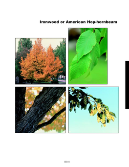 Ironwood Or American Hop-Hornbeam