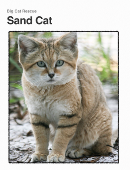 Sand Cat 1 Sand Cat