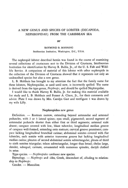 A New Genus and Species of Lobster (Decapoda, Nephropidae) from the Caribbean Sea