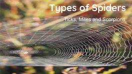 Types of Spiders